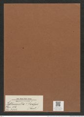 Isthmiella ? szaboi (Pant.) (de-Toni-Nr.: Genus 116, Species 3331) Zeichnungen Sammlung Grunow Mappe 03543 (Herbarium_W_Grunow_drawings_Folder_03543)